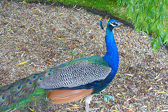 Chàteau de St Germain de Livet - Pfau III