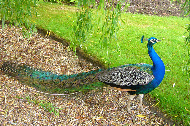 Chàteau de St Germain de Livet - Pfau V