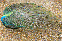 Chàteau de St Germain de Livet - Pfau VIII