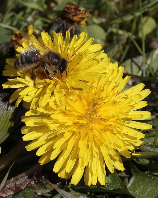 Apis mellifera