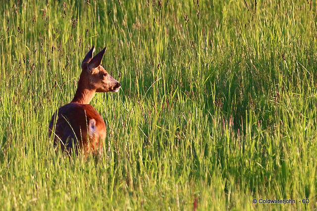 What was that noise? - Roe Doe