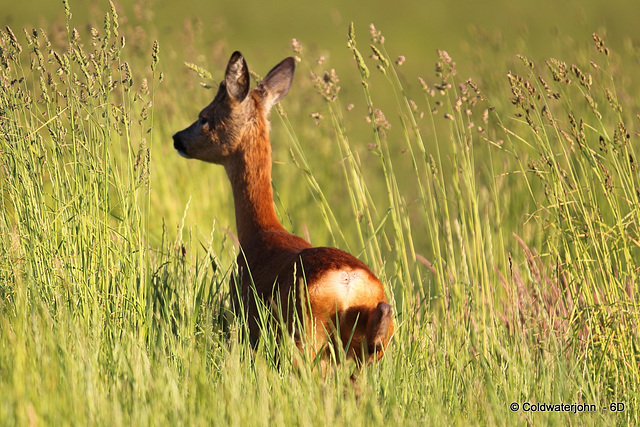 Doe, a deer, a female deer!