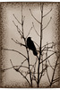 (my) ravencrow