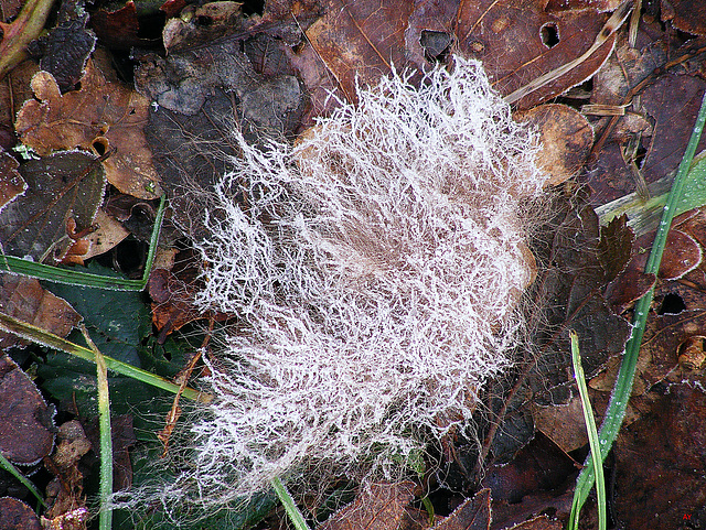 Frozen object