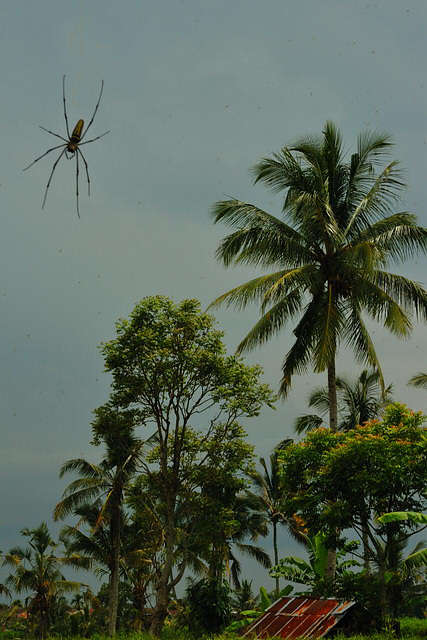 Big spider at the paddyfield
