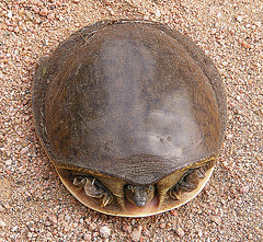 Timid turtle