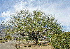 Big ol' Mesquite (8849)