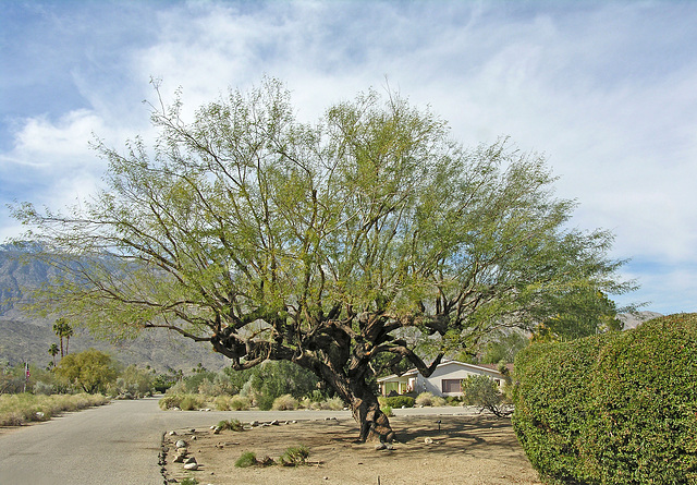 Big ol' Mesquite (8849)