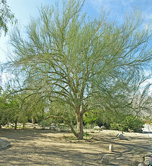 Big ol' Palo Verde (8816)