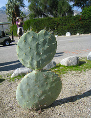 Heart Cactus (5253)