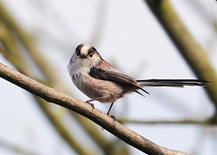 Long-tailed Tit with attitude