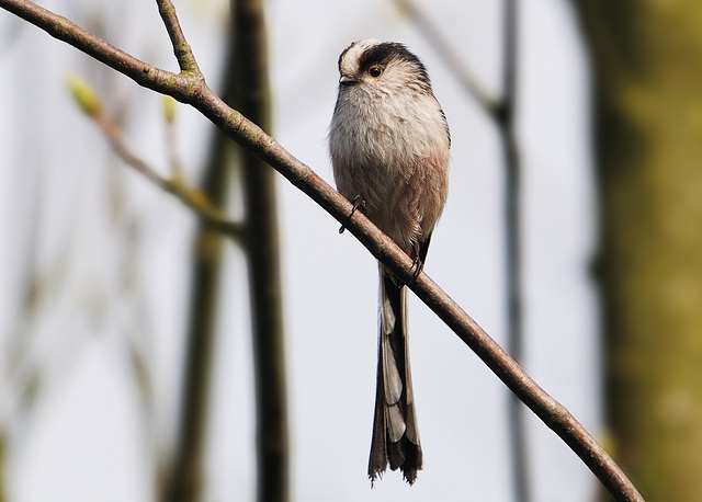 Long-tailed Tit