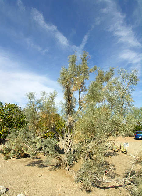 Smoke Tree (8847)