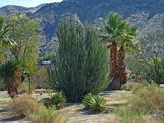 Smoke Tree Ranch - Ocotillo (5247)