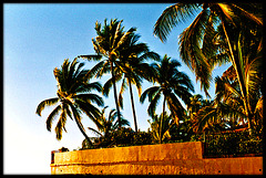 Coconut Palms at Sunset