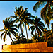 Coconut Palms at Sunset