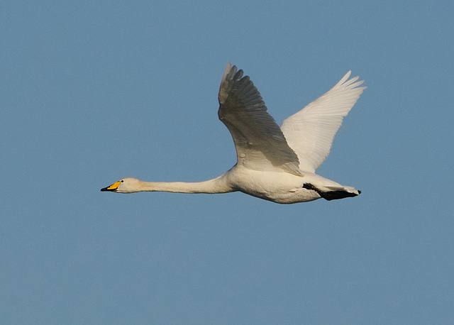 Whooper Swan