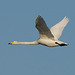 Whooper Swan