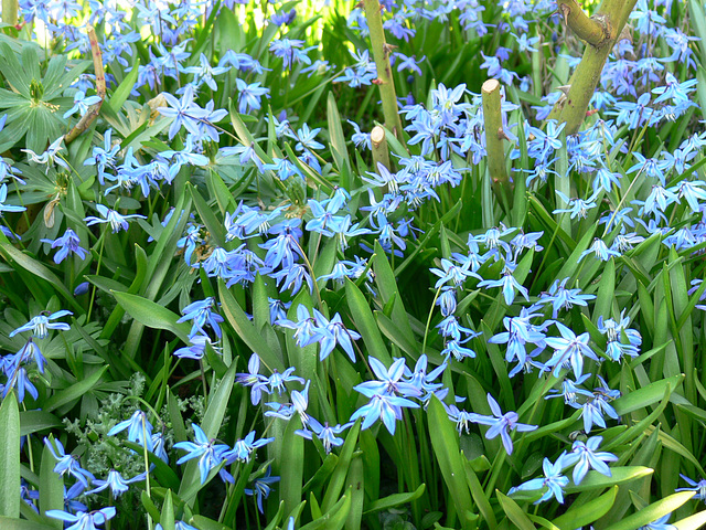 frühlings-blau