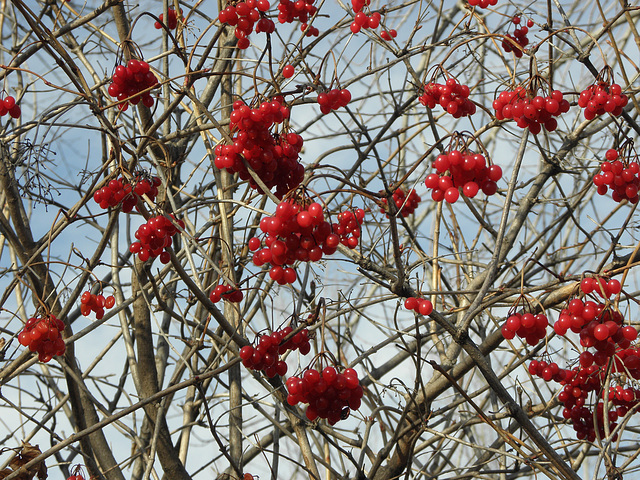 arbre fruitier