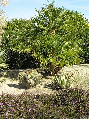 Smoke Tree Ranch (8815)