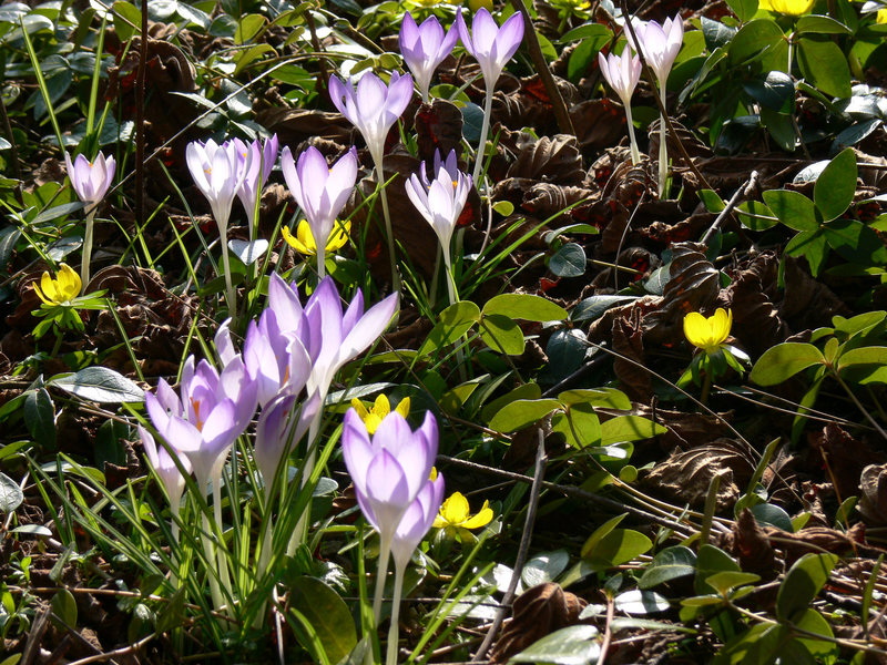Frühlingsboten aus dem Jahr 2007