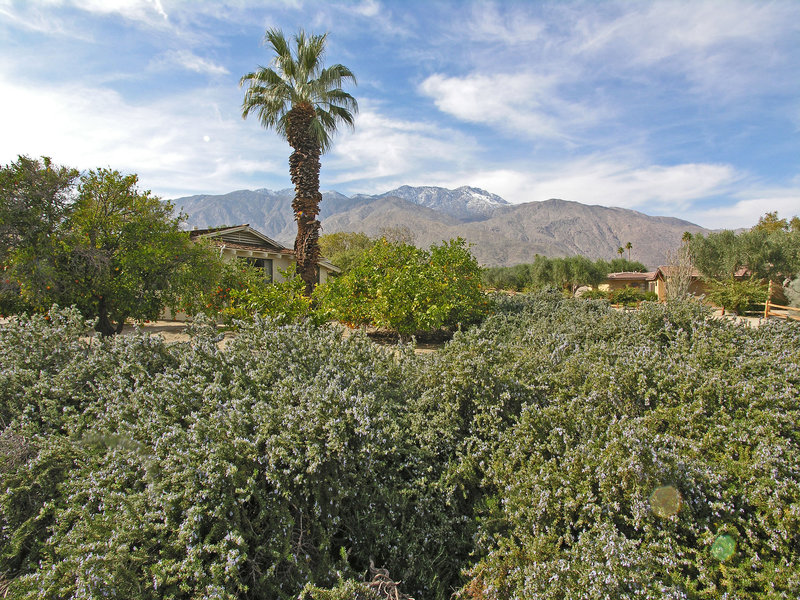 Smoke Tree Ranch (8873)