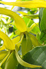 Ylang-Ylang