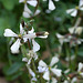 L.A. Garden Tour (6580)