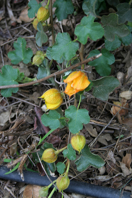 L.A. Garden Tour (6582)