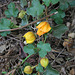 L.A. Garden Tour (6582)