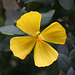 L.A. Garden Tour (6584)