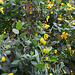 L.A. Garden Tour (6585)