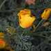 L.A. Garden Tour (6588)