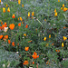 L.A. Garden Tour (6589)