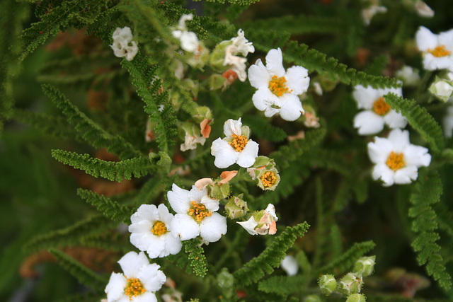 L.A. Garden Tour (6593)