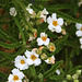 L.A. Garden Tour (6593)