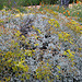 L.A. Garden Tour (6596)