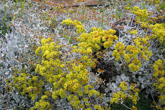 L.A. Garden Tour (6597)