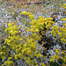 L.A. Garden Tour (6597)