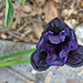 L.A. Garden Tour (6600)