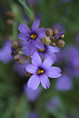 L.A. Garden Tour - Blue eyed grass (6604)