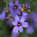L.A. Garden Tour - Blue eyed grass (6604)