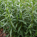 L.A. Garden Tour - California aster 'Purple Haze' (6648)