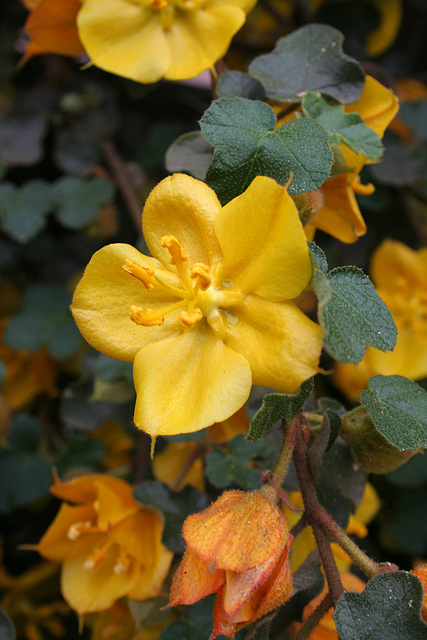 L.A. Garden Tour - Flannel Bush (6581)