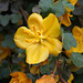 L.A. Garden Tour - Flannel Bush (6581)