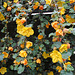 L.A. Garden Tour - Flannel Bush (6639)