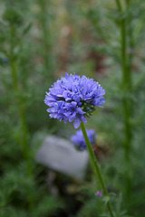 L.A. Garden Tour - Globe gilia (6642)