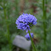 L.A. Garden Tour - Globe gilia (6642)