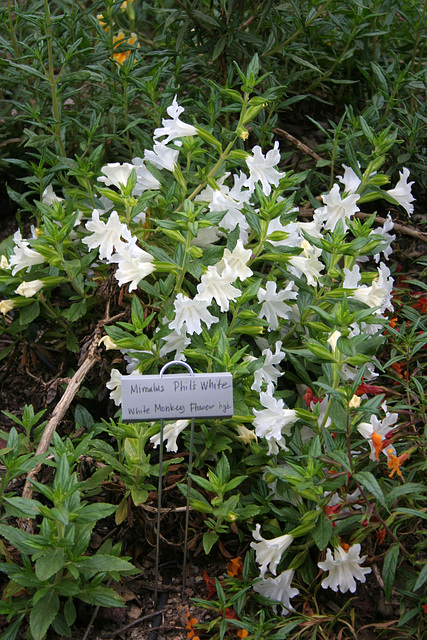 L.A. Garden Tour - White Monkey Flower (6608)